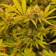 Gas Gimlet - Wizard Trees #3