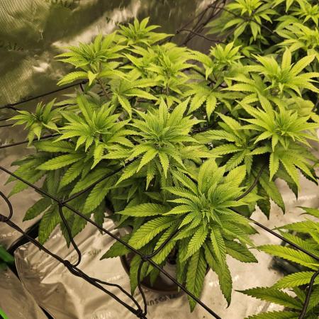 Sugar Cane #2 - In House Genetics