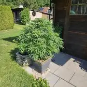 Slushberry Mintz - Outdoor vs Indoor
