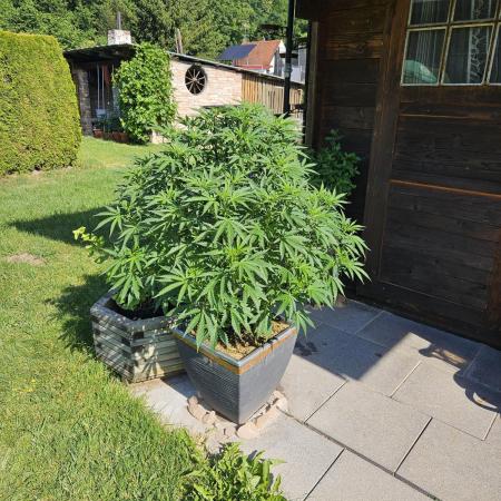 Slushberry Mintz - Outdoor vs Indoor