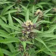 Slushberry Mintz - Outdoor vs Indoor