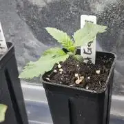 Geist Grow – Geist Grow OG S1