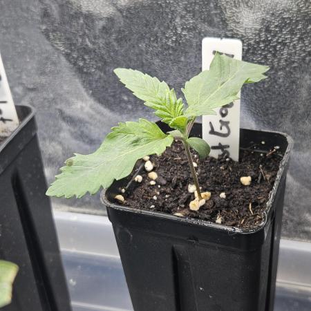 Geist Grow – Geist Grow OG S1