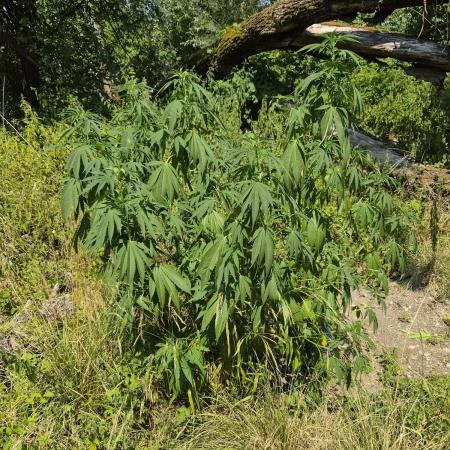 Forbidden Runtz Guerilla Grow