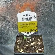 Honey Bear #2 - Humboldt Seed Company