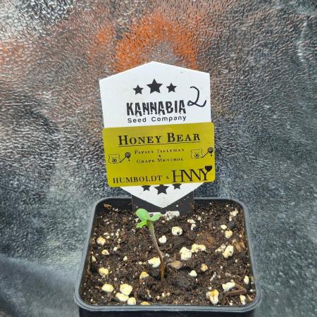 Honey Bear #2 - Humboldt Seed Company