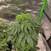 Honey Bear #4 - Humboldt Seed Company