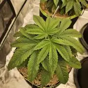 Cherry Dream - Kannabia - Winter Grow