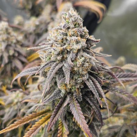 Mimosa Dream - Kannabia