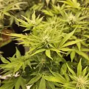Geist Grow – Geist Grow OG S1