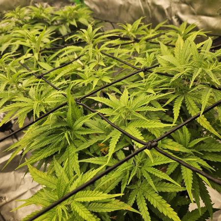 Mimosa Dream - Kannabia