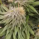 Celery Mutation - Lemon Orange
