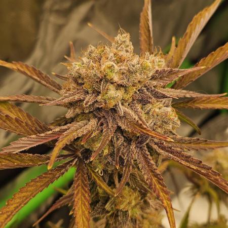 California Sour Diesel Auto Winter grow