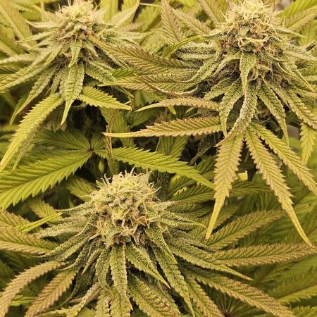 Sugar Cane - In House Genetics