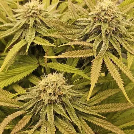 Sugar Cane - In House Genetics
