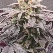 Gas Gimlet #1 & #2 - Wizard Trees