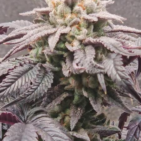 Gas Gimlet #1 & #2 - Wizard Trees