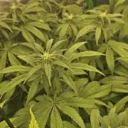 Sugar Cane #2 - In House Genetics