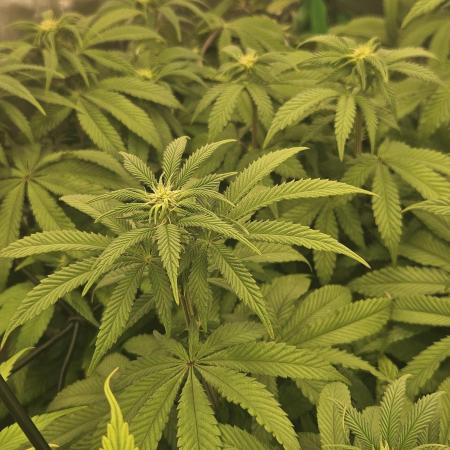 Sugar Cane #2 - In House Genetics