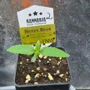 Honey Bear #2 - Humboldt Seed Company