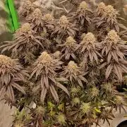 Sugar Cane #2 - In House Genetics