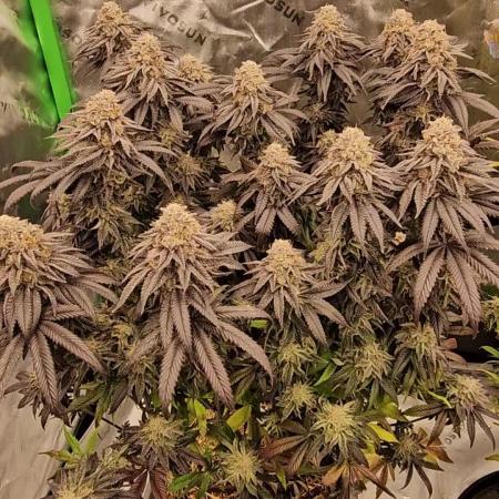 Sugar Cane #2 - In House Genetics