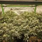 Marshmallow OG Duet