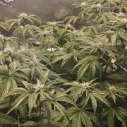 Gas Gimlet #1 & #2 - Wizard Trees