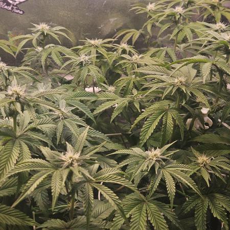 Gas Gimlet #1 & #2 - Wizard Trees