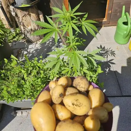 OG Kush Auto - Outdoor
