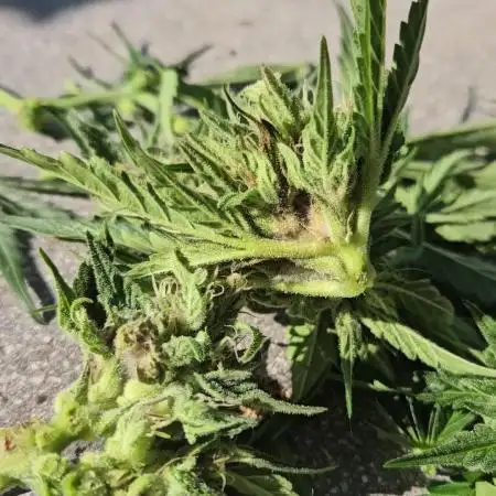 OG Sour Runtz Auto Outdoor