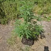 Hellfire OG - Guerilla Grow