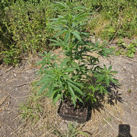 Hellfire OG - Guerilla Grow