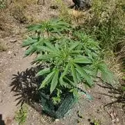 Forbidden Runtz Guerilla Grow