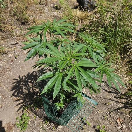 Forbidden Runtz Guerilla Grow