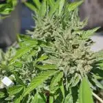 OG Sour Runtz Auto Outdoor
