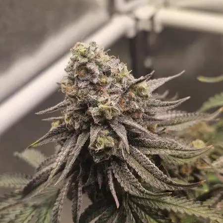 Sugar Cane - In House Genetics