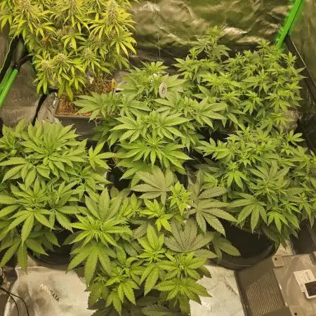 Marshmallow OG Duet