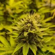 Geist Grow – Geist Grow OG S1