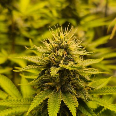 Geist Grow – Geist Grow OG S1