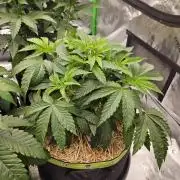 Gas Gimlet - Wizard Trees #3