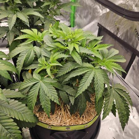 Gas Gimlet - Wizard Trees #3