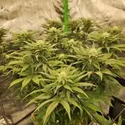 Candy Clouds - Nordkraut