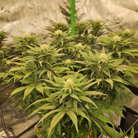 Candy Clouds - Nordkraut