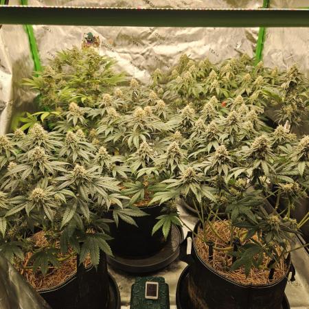 Marshmallow OG Duet