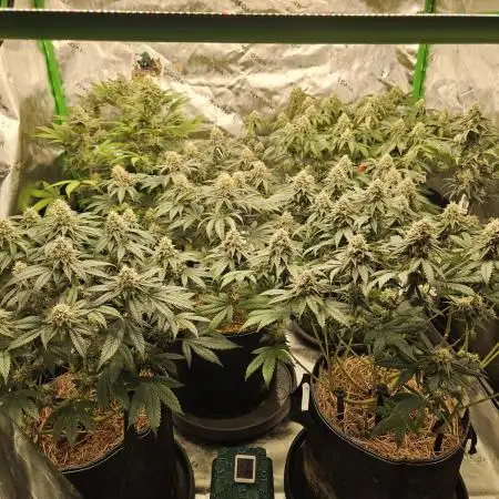 Marshmallow OG Duet