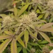 Slushberry Mintz - Outdoor vs Indoor
