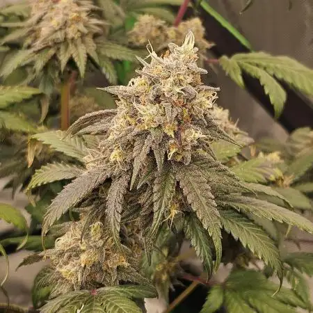 Marshmallow OG Duet