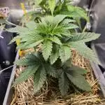 Sugar Cane #2 - In House Genetics