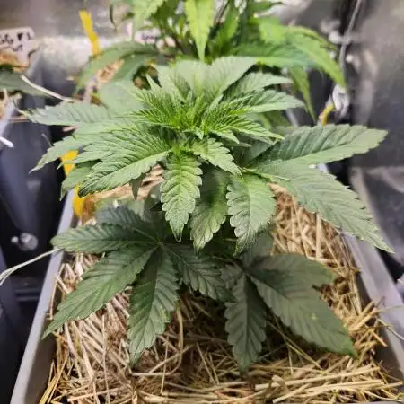 Sugar Cane #2 - In House Genetics
